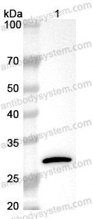 Anti-GFP Tag Antibody (N86/38.1)