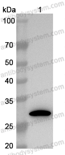 Anti-GFP Tag Antibody (N86/8R)