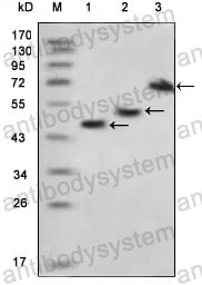 Anti-MBP Tag Antibody (R3Y70)