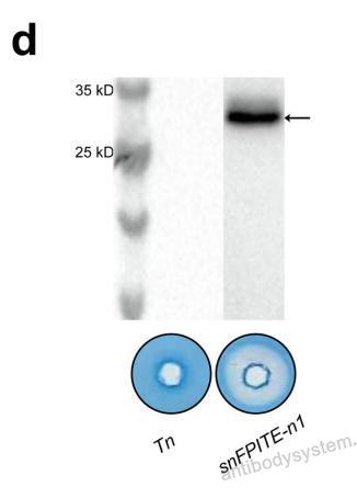 Western Blot for Anti-Strep Tag (WSHPQFEK) Antibody (C23.21) ?>