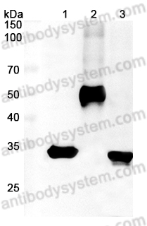 Anti-Twin-Strep-tag Antibody (SAA0348)