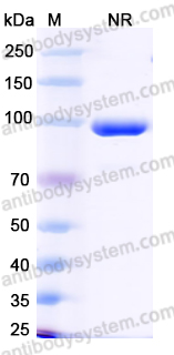 Anti-ALFA Tag Antibody (SAA2164)