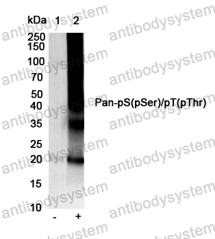 Western Blot for Anti-Pan-pS(pSer)/pT(pThr) Antibody (SAA0308) ?>