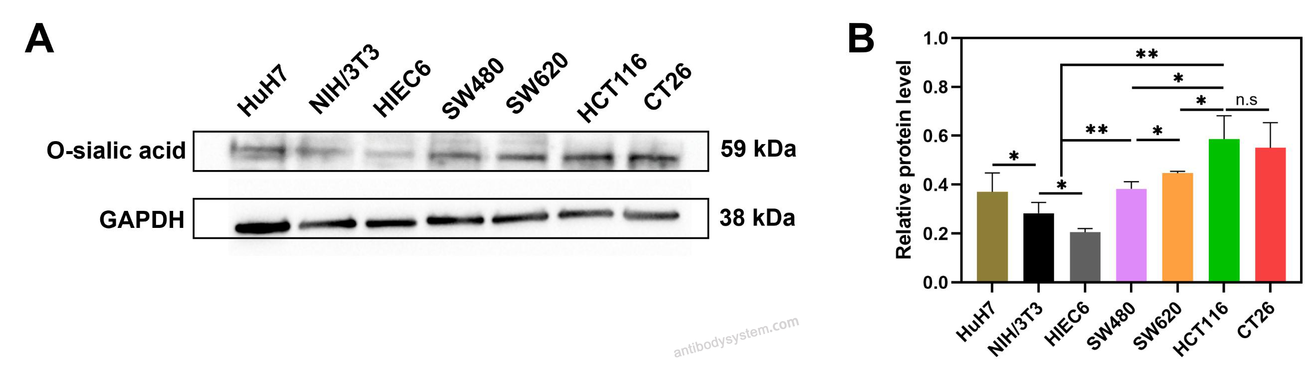 Western Blot for Anti-Neu5Ac/O-sialic acid/Polysialic acid Antibody (Ab735) ?>