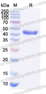 Anti-pan-Aflatoxin Antibody (SAA0544)