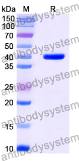 Anti-Aflatoxin B1 Antibody (Nb26)