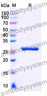 scFv Isotype Control antibody (HyHEL-10)