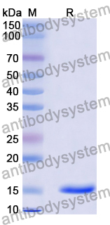 Anti-MTX/Methotrexate Nanobody (SAA1192)