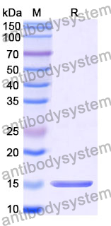 Anti-MTX/Methotrexate Nanobody (VHH4)