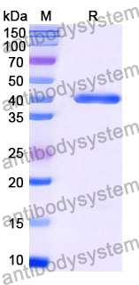 Anti-AX/Amoxicillin Antibody (SAA0565)