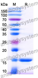 Anti-AX/Amoxicillin Nanobody (SAA1371)