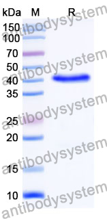 Anti-AX/Amoxicillin Antibody (SAA1482)