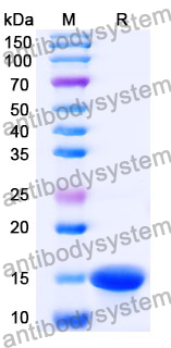 Anti-AZT/Aztreonam Nanobody (SAA1370)