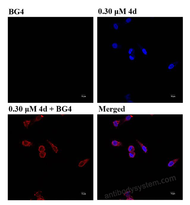 Immunocytochemistry for Anti-DNA/RNA G-quadruplex Structures  Antibody (BG4) ?>