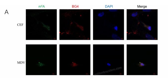 Immunofluorescence for Anti-DNA/RNA G-quadruplex Structures  Antibody (BG4) ?>