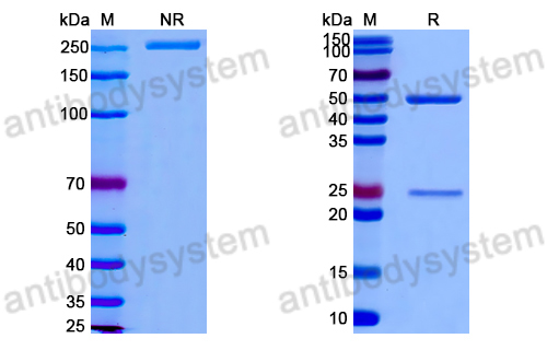 Anti-G-quadruplex DNA Antibody (8H2)