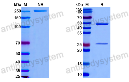 Anti-G-quadruplex DNA Antibody (5E11#)