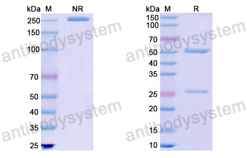 Anti-G-quadruplex DNA Antibody (4E11#)