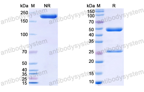 Anti-G-quadruplex DNA Antibody (1H6)