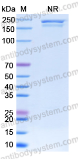 Anti-DNA G-quadruplex Structures Antibody (BG4)