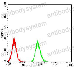 Anti-RBFOX3 Antibody (R2T18)