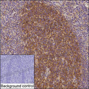 Anti-SNAP23 Antibody (R2T20)
