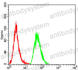 Anti-KCNK1 Antibody (R2T21)