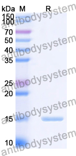 Anti-Human CD284/TLR4 Nanobody (SAA1263)