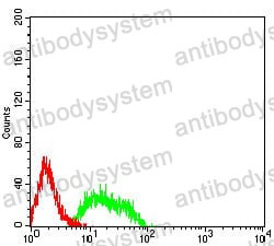 Anti-GRM8 Antibody (R2T27)