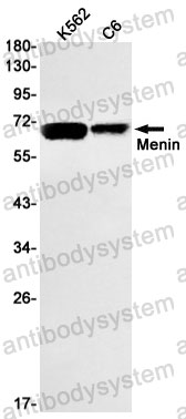 Anti-MEN1 Antibody (R1C73)