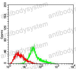 Anti-MEN1 Antibody (R2T31)