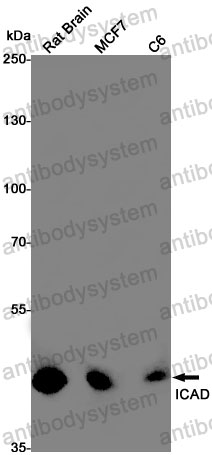 Anti-DFFA Antibody (R1C78)
