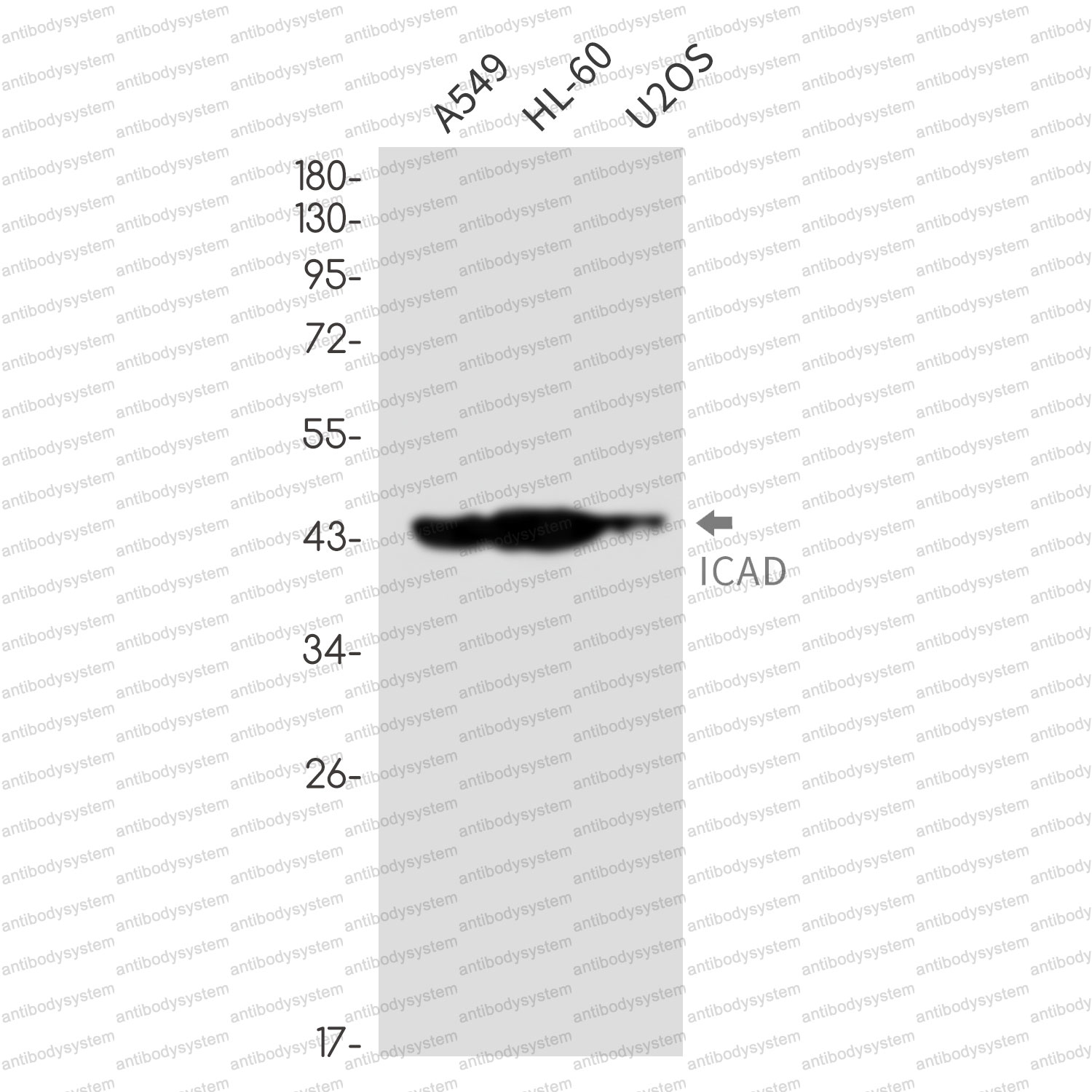 Anti-DFFA Antibody (R1C79)
