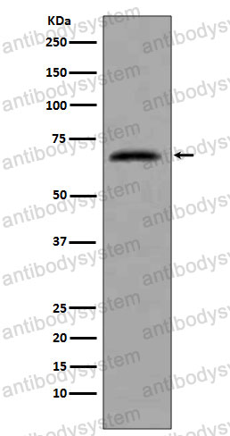 Anti-CDC7 Antibody (R1B03)