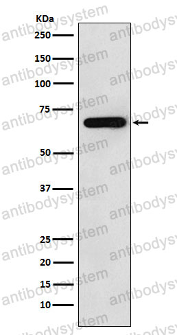 Anti-WASL Antibody (R1C85)