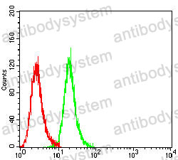 Anti-IGF2BP3 Antibody (R2T45)