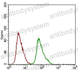 Anti-DRP1/DNM1L Antibody (R2T48)