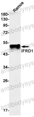 Anti-IFRD1 Antibody (R1C89)
