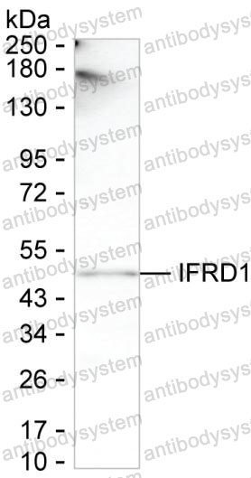 Anti-IFRD1 Antibody (R2T49)