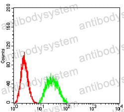 Anti-BIN1 Antibody (R2T51)