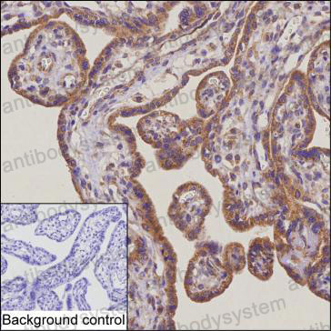 Anti-DLL1 Antibody (R2T54)