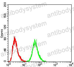 Anti-DDX3X Antibody (R2T56)