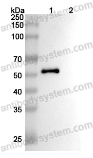 Anti-Human PODXL Antibody (SAA2071)