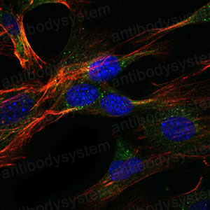Anti-DLGAP1/SAPAP1/GKAP Antibody (R2T67)