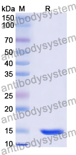 Anti-Human CXCL11/I-TAC Nanobody (SAA1272)