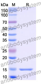 Anti-Human CXCL11/I-TAC Nanobody (11A7)