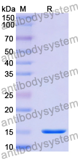 Anti-Human CD156c/ADAM10 Nanobody (SAA1217)