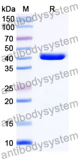 Anti-Human CD262/TNFRSF10B/TRAIL-R2/DR5 Antibody (SAA2021)