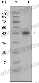 Anti-APOL1 Antibody (R2T97)