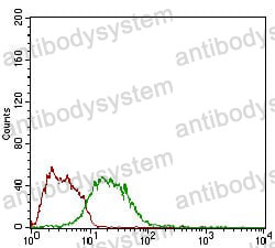 Anti-MSTN/GDF8 Antibody (R2T99)